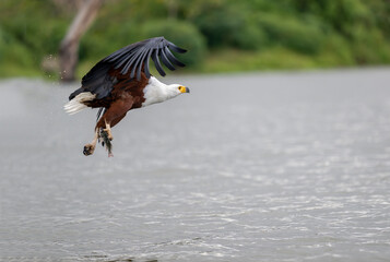 African Fish-Eagle, haliaeetus vocifer, Adult in flight, Chobe River, Okavango Delta in Botswana