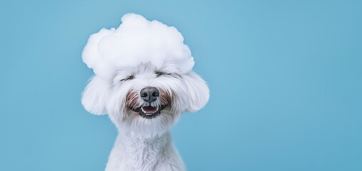 Happy white bichon frize puppy with soap foam on his head on a blue background. Clean dog in the bathroom. Water procedures for pets, grooming. Banner with copy space. Puppy Day - obrazy, fototapety, plakaty