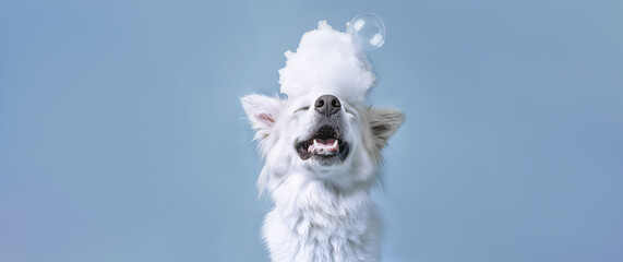 Happy pure white Samoyed puppy, with soap foam on his head on a blue background. Water treatments for pets. Banner with copy space. Puppy Day