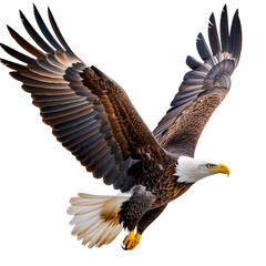 eagle in flight
