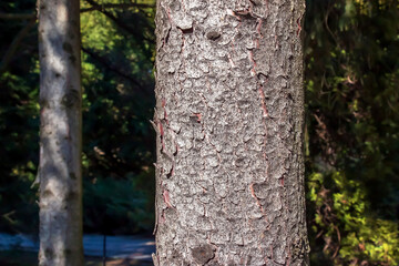 Texture of the trunk bark of Scots spruce Picea abies. Nature skin background. © Nataliia