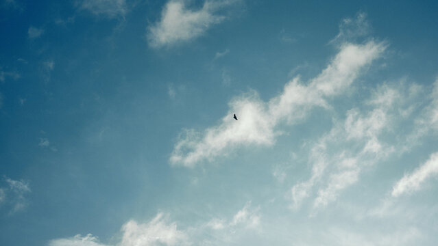bird flying in cloudy skies