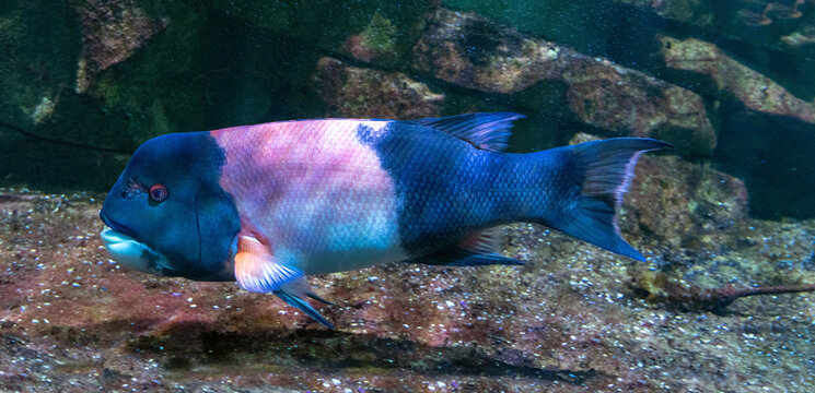 California hogfish also called California sheephead. (Semicossyphus pulcher). Native to the eastern Pacific Ocean.