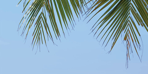 palm tree against blue sky