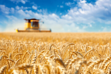 Wheat field and blurred combine harvester in a distance. Harvesting concept