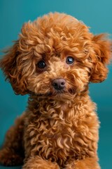 Poodle with curly apricot fur and a thoughtful gaze.