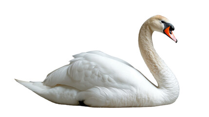 Majestic white swan with elongated neck posing on an isolated background showcasing its pristine plumage