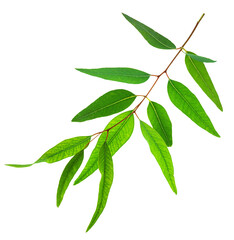 FBranch of fresh green Eucalyptus leaves isolated on white background. File contains clipping path.