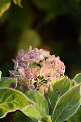 Hydrangea macrophylla overblown and frosted flowers in autumn garden, closeup of flowers and leaves...
