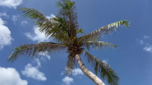Palm tree against blue sky