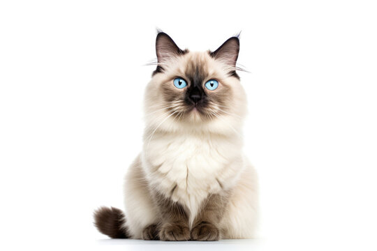 A domestic cat with striking blue eyes is calmly sitting down