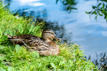 Wild duck on the shore of the lake in close-up.