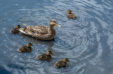 A duck with ducklings in the lake water.