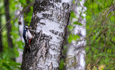 A woodpecker sits on the trunk of a birch tree in the forest.