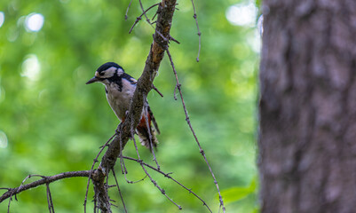 A woodpecker is sitting on a tree branch in the forest.
