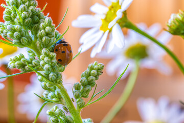 Ladybug on a white flower close-up.