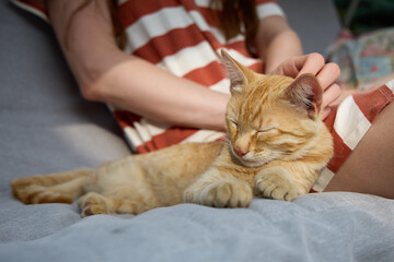 Woman playing with cute ginger kitten on sofa