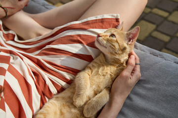 Woman playing with cute ginger kitten on sofa - 761322095