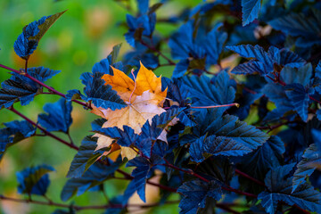 A yellow autumn leaf on a tree branch in close-up.