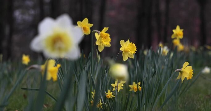żonkile, narcyze w parku, daffodils
