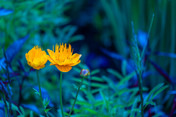 A herbaceous perennial plant of the genus Kupalnitsa of the Buttercup family.