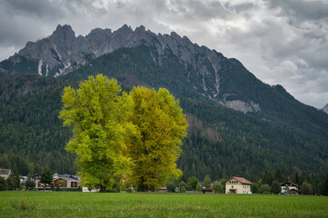 Massive Laubbäume im Herbst auf einer Wiese vor einem kleinen Ort, mit Bergmassiv im Hintergrund