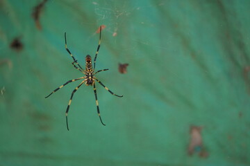 spider on a web