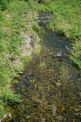 stream in the forest