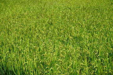 rice field