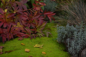 Garden autumn view full of colors; green moss, yellow leaves, red peonies leaves and lavender,...