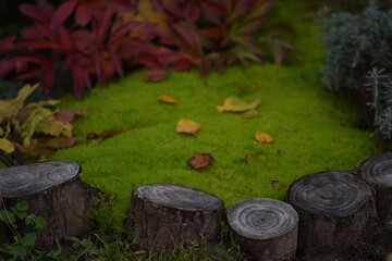 Garden autumn view full of colors; green moss, yellow leaves, red peonies leaves and lavender, cut tree trunk,autumn garden floor background.