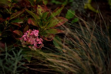 Hydrangea macrophylla overblown flowers in autumn garden, autumn garden view with hortensia, grass...