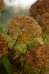 Hydrangea flowers in autumn, colored flowers on green bokeh autumn garden background, autumnal...