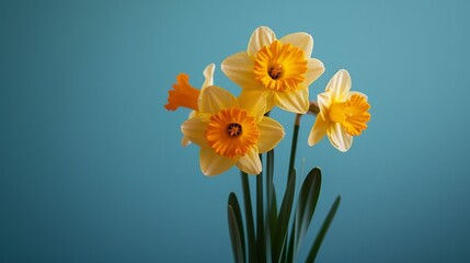 Bouquet of three vibrant yellow daffodils in a clear vase against a serene blue background