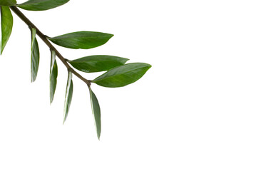A fresh green branch with leaves on a transparent background.