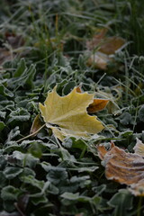 Maple yellow leaf on lawn  after first frost in autumn, hoarfrosted grass, herbs and leaves, ...