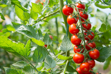 Beautiful red ripe cherry tomatoes