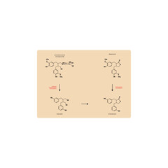 Diagram showing biochemical conversion of lignans to Enterolactone and Enterodiol - skeletal formula scientific illustration. Chemical biotransformation.