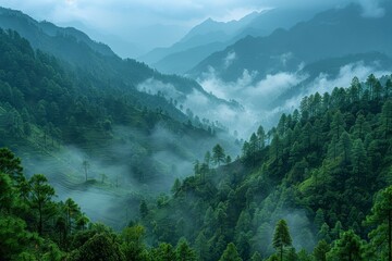 Bird's eye view of the Himalayan impenetrable jungle in dark green shades and fog. View from above.