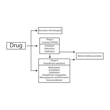 Schematic diagram showing phases I, II drug metabolism and excertion - via CYP45- and transferase reactions. Pharmacological process illustration.