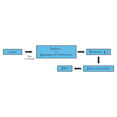Diagram of drug metabolism inducer process - effect on CYP450 enzymes synthesis, drug metabolism, half life, plasma concentration and pharmacological effect. Simple flow chart illustration.