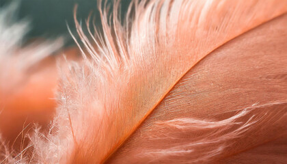 Trendy Peach Feather Texture, Close Up: Abstract Macro Apricot Fluffy Feather Background, 2024