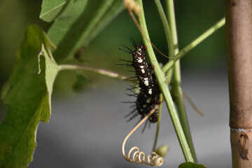 Hairy Caterpillar Climbing up a Plant Stem