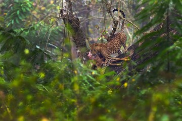The Indian leopard (Panthera pardus fusca), a large male in a tropical deciduous forest with prey. A leopard with a caught chital deer on a tree.