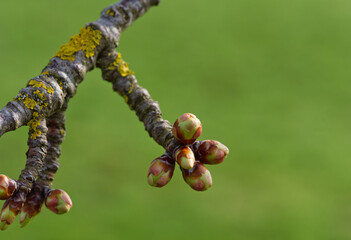 close up of Apple tree buds