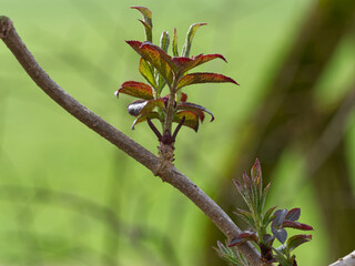 red and green leaves