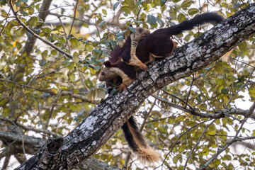 Indian Giant Squirrel - Ratufa indica, beautiful large colored squirrel from South Asian forests and woodlands, Nagarahole Tiger Reserve, India. - 761330636