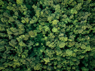 Aerial top view of green trees in forest. Drone view of dense green tree captures CO2. Green tree...