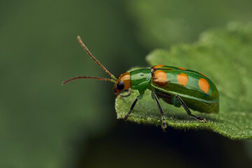 Details of a green ladybug among leaves and branches.