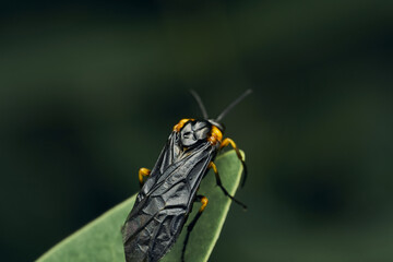 Black and yellow insect, Fly Sierra del Sen del Campo Adurgoa gonagra © DiazAragon